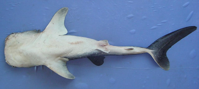 Rhincodon typus