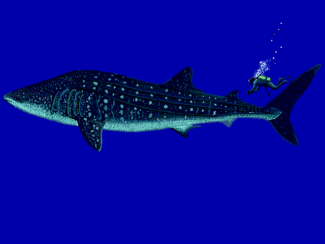 Rhincodon typus