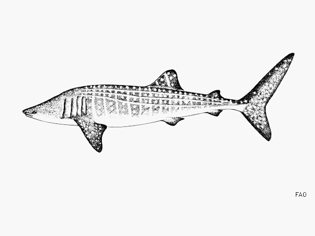 Rhincodon typus