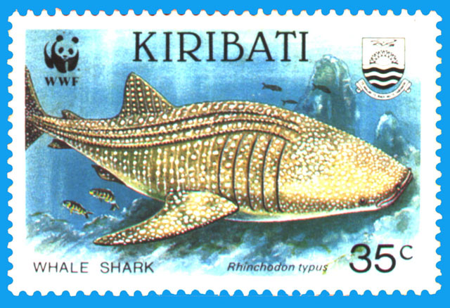 Rhincodon typus