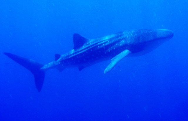 Rhincodon typus