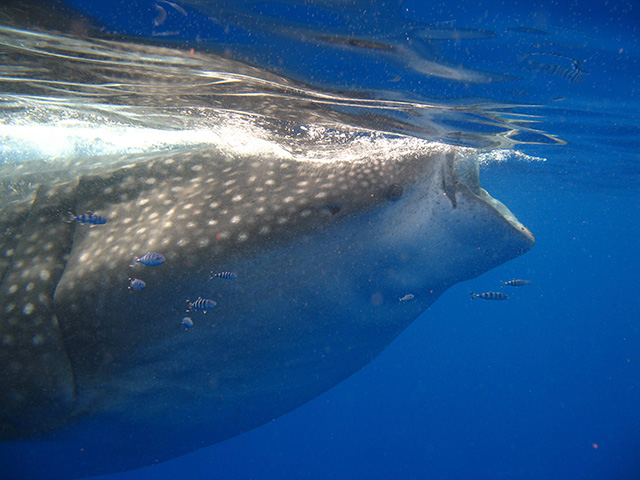 Rhincodon typus