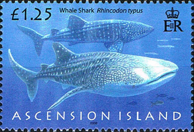 Rhincodon typus