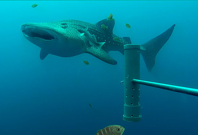 Rhincodon typus