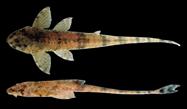 Rineloricaria latirostris