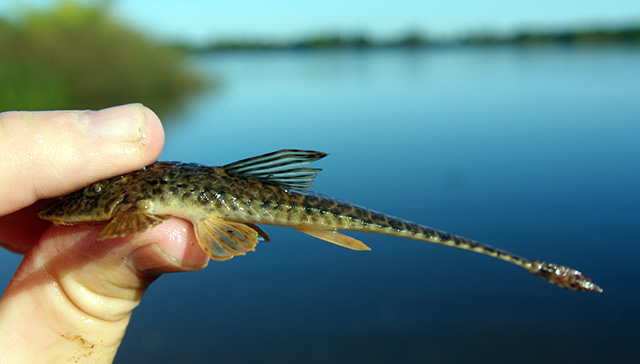 Rineloricaria strigilata