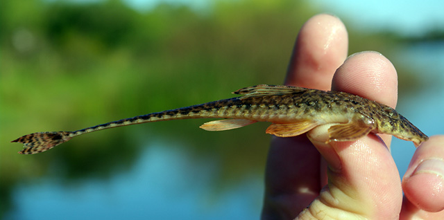 Rineloricaria strigilata