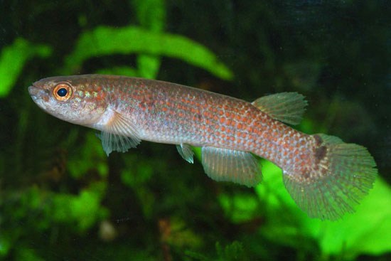 Rivulus tomasi