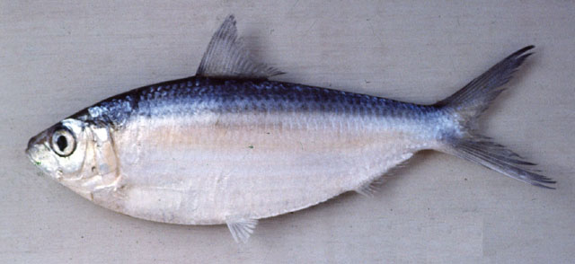 Sardinella brachysoma