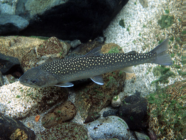 Salvelinus confluentus