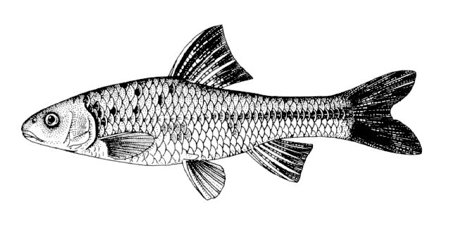 Sarcocheilichthys czerskii