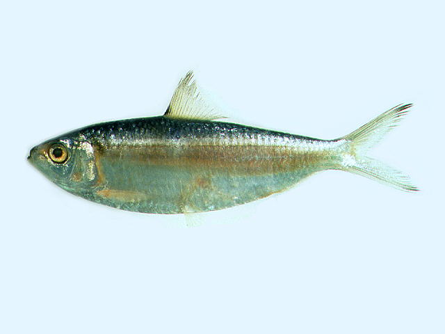 Sardinella hualiensis