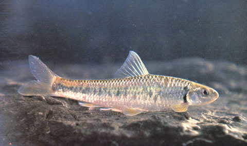 Sarcocheilichthys kiangsiensis