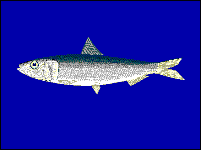 Sardinella longiceps