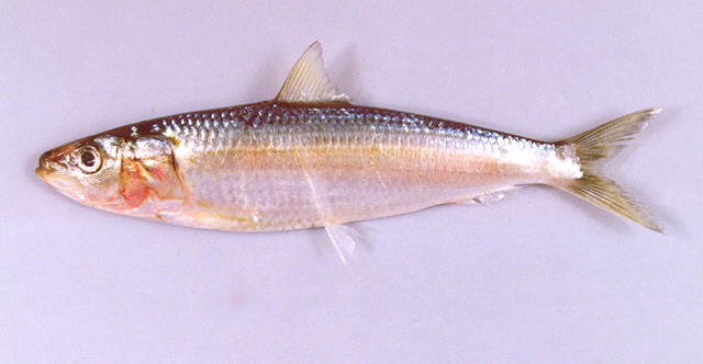 Sardinella longiceps