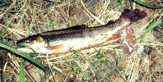 Salvelinus curilus