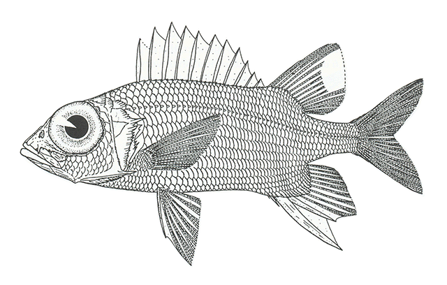 Sargocentron megalops