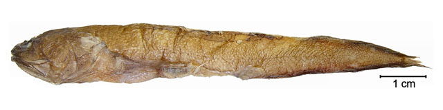 Saccogaster parva