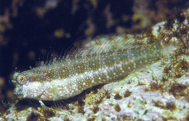 Salarias guttatus