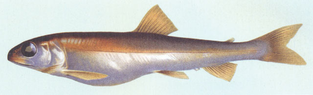 Salvelinus profundus