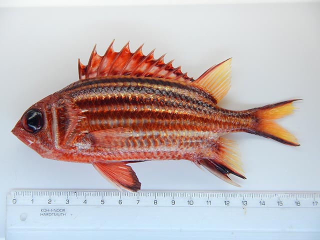 Sargocentron rubrum