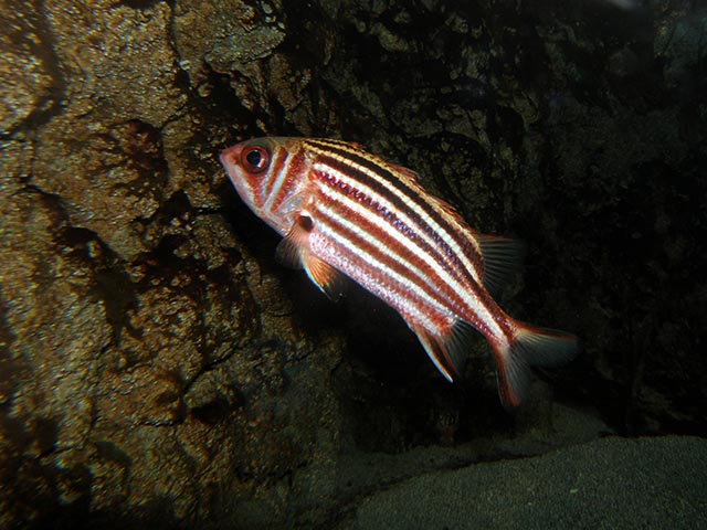 Sargocentron rubrum