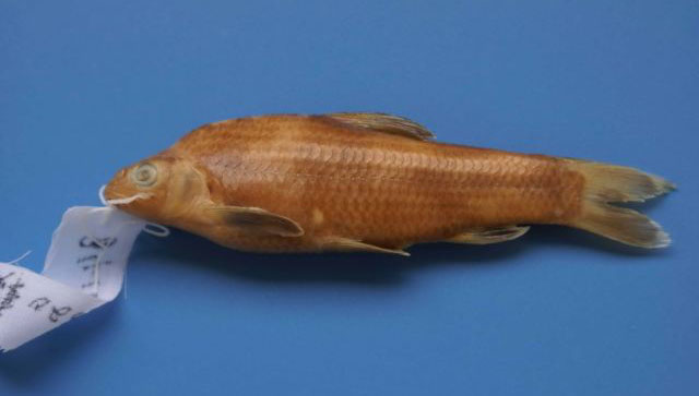 Sarcocheilichthys sinensis