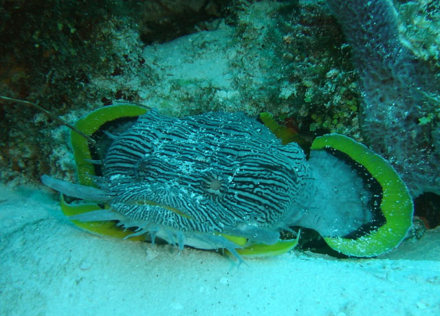 Sanopus splendidus