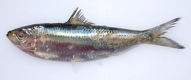 Sardinella tawilis