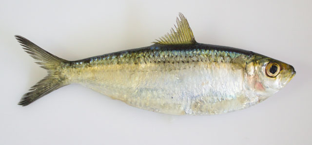 Sardinella tawilis