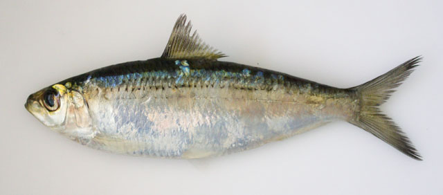 Sardinella tawilis