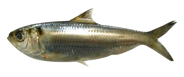 Sardinella tawilis