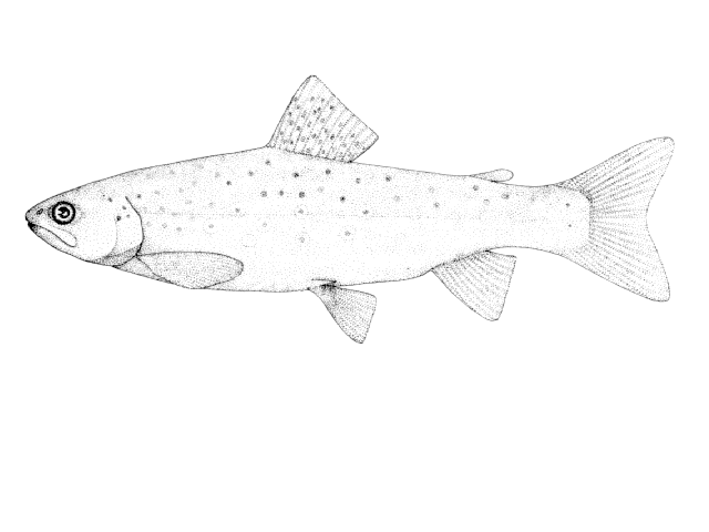 Salmo trutta