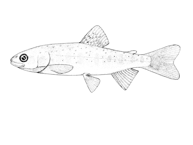 Salmo trutta