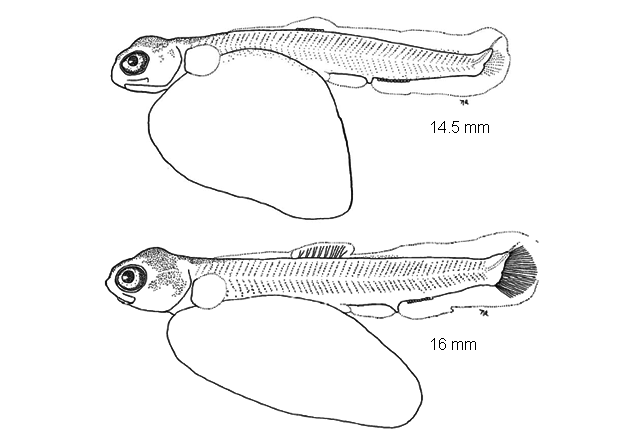 Salmo trutta