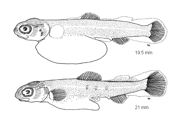 Salmo trutta