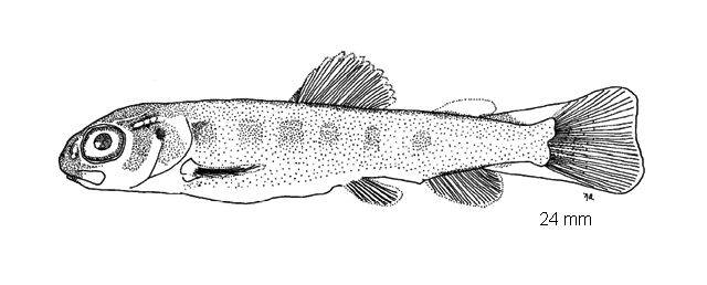 Salmo trutta