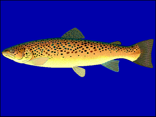 Salmo trutta