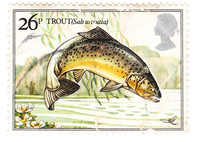 Salmo trutta