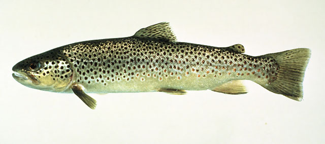 Salmo trutta