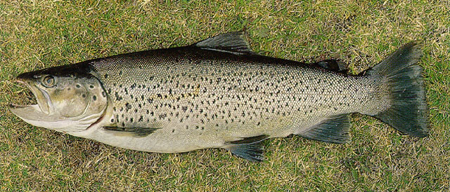 Salmo trutta