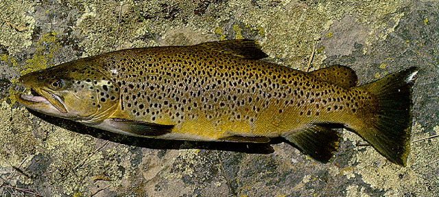 Salmo trutta