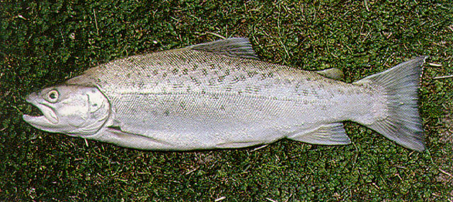 Salmo trutta