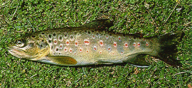 Salmo trutta