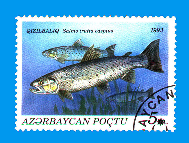 Salmo trutta