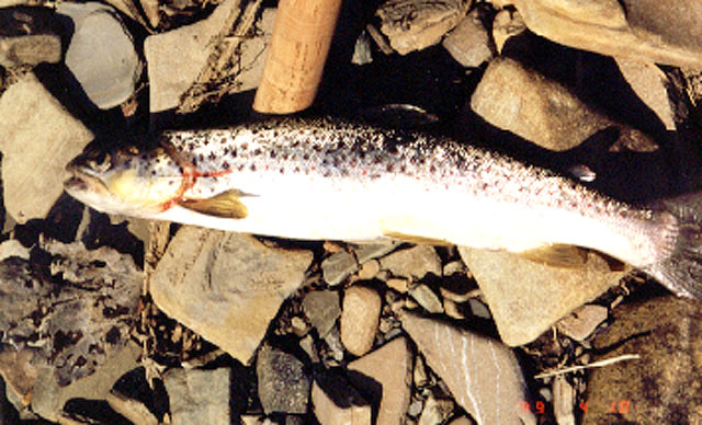 Salmo trutta