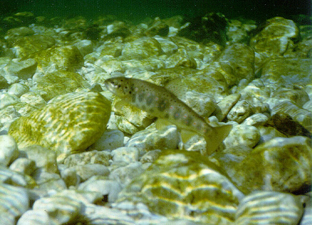 Salmo trutta