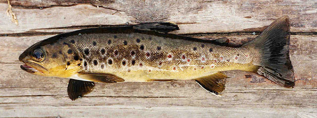 Salmo trutta