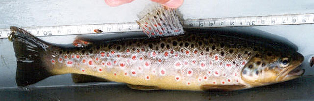 Salmo trutta