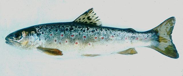 Salmo trutta